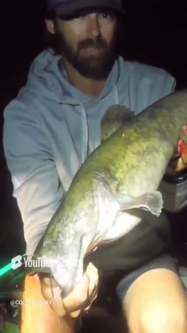 Running limb lines leads to the appearance of a giant catfish