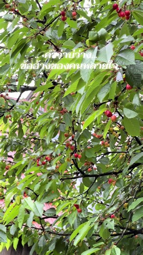 เชอร์รี่สุกเต็มต้น รออีก 5-6 วัน | เชอรี่ที่บ้านฉัน โครเอเชีย ปลอดสาร 100%