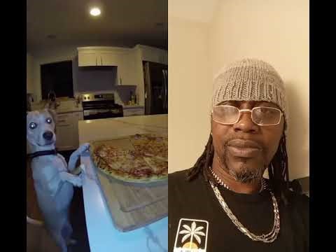 PETS JUST WANT TO HAVE FUN