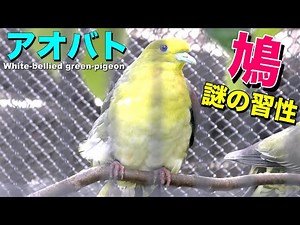 【鳩】アオバトの生態〜珍しい習性を持つ色鮮やかな美しいハト〜【日本の野鳥】