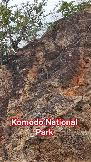 new born baby komodo dragon looking for the Best place for hiding #shortvideo #komododragons