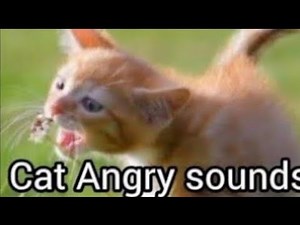 Cat Hissing Sound | Cat Angry Sounds | Cats WorldShabeenKhan