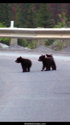 Tiny baby bear cubs in Harms way | Rescue Bear