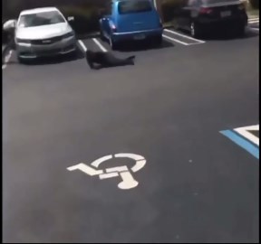 Walked Straight Into It: Parking Lot Fight Leads To One Man Getting Shot!