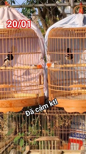 cả cặp hoặc xé lẽ ...dép 0354..741..345 #điềnvlog #birds #choethan