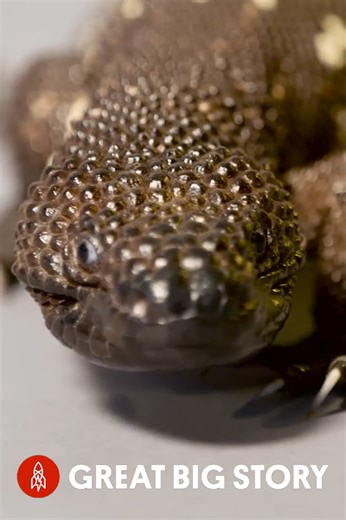 Exploring the endangered Guatemalan beaded lizard