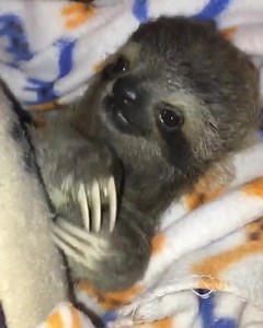 Rescued Sloth Happy To Be In Safe Hands ❤️❤️❤️🦥 Follow Leo Garcia @ Sloth of The Day Visit Us @ ----🦥 Sloth of The Day Https://slothoftheday.com ----📕 Leo Garcia Books Https://leogarciabooks.com | Sloth of The Day