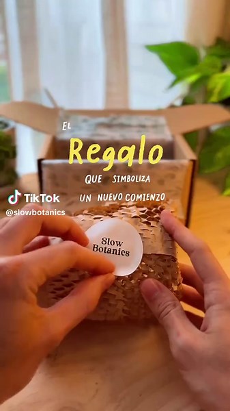 En la tradición japonesa, el Marimo es un amuleto de buena suerte, nuevos comienzos y se regala como símbolo de amor y amistad. Más que una planta, es un pequeño compañero que trae calma y energía positiva a quien lo cuida. 🌿 Sus cuidados son muy sencillos: cámbiale el agua cada una o dos semanas y ruédalo suavemente entre tus manos para mantener su forma. No necesita tierra ni luz directa… solo un rincón especial en tu hogar. Si quieres adoptar uno lo puedes encontrar en mi perfil ✨ #marimo #b