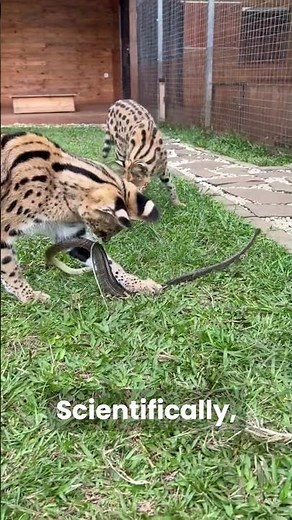Why Cats Dodge Snake Attacks So Easily #wildlife #animals #facts #cat #snake #wholesome #nature