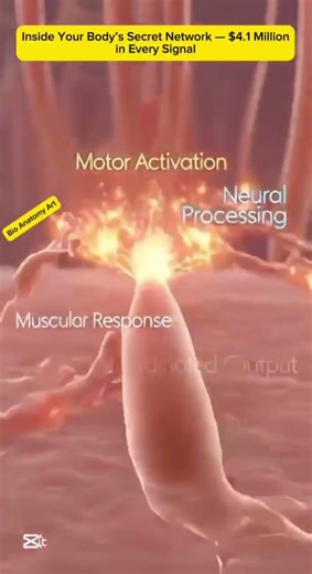 Inside Your Body’s Secret Network — $4.1 Million in Every Signal