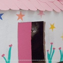 DIY : Comment faire une maison pour chat avec une boîte en carton ? (Tuto Vidéo)