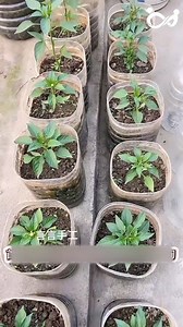 1.2M views · 8K reactions | Làm Chậu Trồng Rau Tiết Kiệm, Tiện Lợi Chỉ Với Một Chai Dầu Cũ #reels2025 #review #FREE #fpy #trendingreelsvideo #viralreelsfb #reelsfypシ #reelsvideo | Kaiserr | Facebook