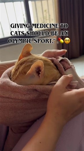 Harshad khade on Instagram: "नको मला 😂 #funnydubbing #funnydubbing #dubbing #marathidubbing #funnyvoice #मराठी #महाराष्ट्र #funnyvoiceover #marathi #funnyvoiceovers #funnycatsofinstagram"