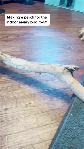 Making a Perch for Indoor Aviary Birds