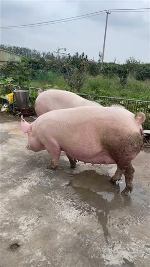 I Safely Loaded a Pig onto a Truck in JUST 10 Minutes