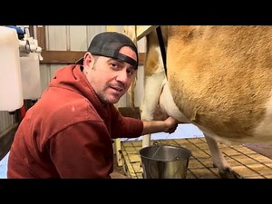 Milking Our Jersey Cow for the First Time!