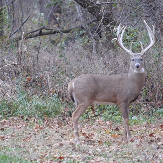 wow... 200" clean typical!! share this video if you enjoy seeing big typical whitetails. 2023 hunting season may be near it's end... but we're working year round to provide the best hunting experience you can find. | Genesis Whitetails