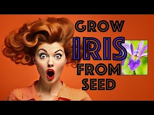 GROW IRIS FROM SEED
