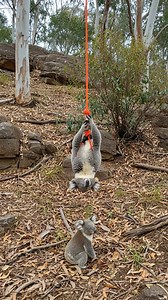 Koala Baby Saves Mother From Trap! | Wild Life Lessons