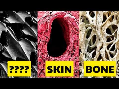 Everything Through an Electron Microscope | 4K