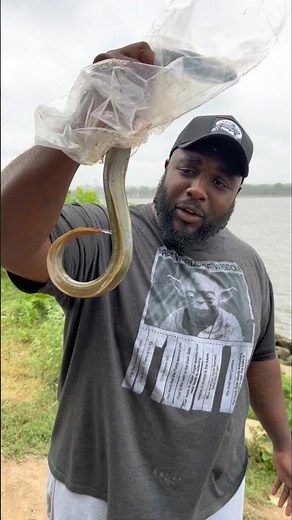 American Eel is great bait! #fishing