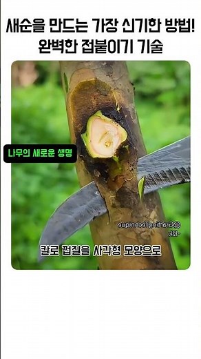 The Most Amazing Way to Get New Shoots on a Tree! Perfect Grafting Technique