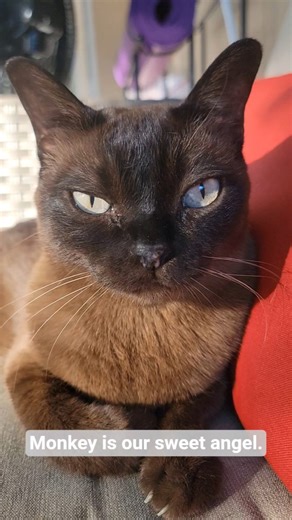 Our Sweet Burnese, Monkey Moo #cat #cats #burmesecat #funnycat #cute #catvideos #mycat #catworld