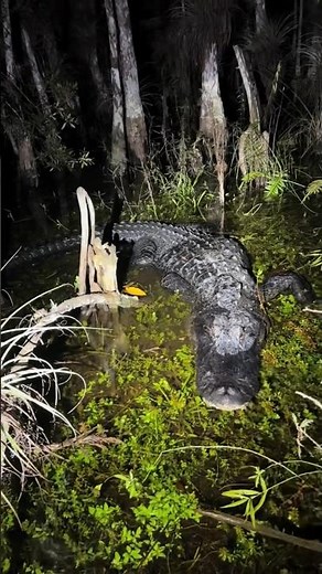 Looking for a 20 foot python! #florida#everglades#viral#wildlife#snake#youtube#alligator#crocodile