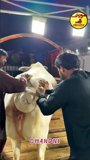 Karachi Cow Mandi 😍 Latest Update | Beautiful Cow #cow #bull #cattleworld #animals