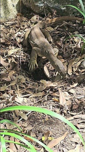Yellow-Spotted Monitor Lizard #2, Lizard Island, Australia, April 2025