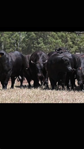Telpara Hills Brangus and UltraBlack Sale Saturday Sept 20th, 2025 109 Massive Black Bulls 42 Exquisite Heifers | Telpara Hills Brangus & Ultrablacks Telpara Global Genetics