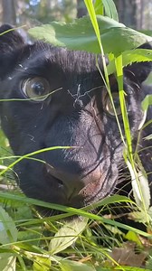 268K views · 23K reactions | My best friend is a panther 藍 #lunathepantera | Luna_the_pantera | Facebook