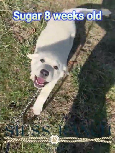 Sugar Lab Puppy at 8 weeks old #siessranchpuppy