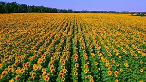Beautiful aerial view above to the sunflowers field. Top view onto agriculture field with blooming sunflowers. Summer landscape with big yellow farm field with sunflowers. CINEMATIC SHOOTING.