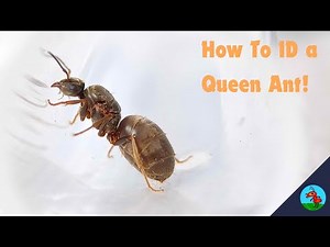 How to Identify a Queen Ant! #ants #myrmecology #entomology