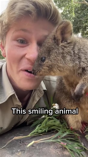 This tiny animal always looks like it’s smiling… and people call it the happiest animal on Earth #quokka #cuteanimal #wildlife #nature #fyp
