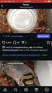 Worst Way To Get 2M Views #shorts #snakes #ballpython #ballpythons #ballpythonsofinstagram #snakebreeder #ballpythonbreeder #fyp #fypシ | Rodents & Royals
