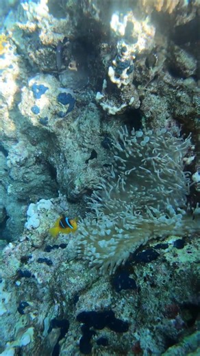 Рыба клоун защищает свою актинию #diving #animals #clownfish #nemo #nemofish #egypt