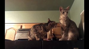 Compilation Drole De Chat Mignons