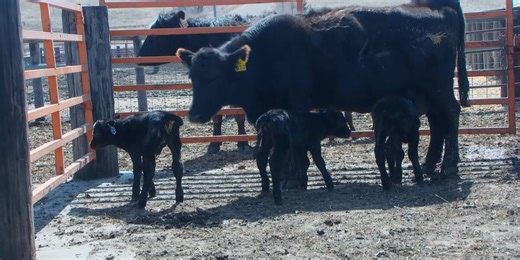1 in 105,000 odds: Cow gives birth to triplet calves
