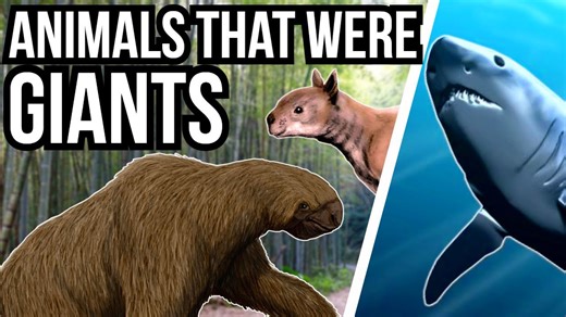 5 Modern Day Animals That Used To Be Giant