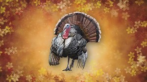 List of Turkey giveaways in the Triad