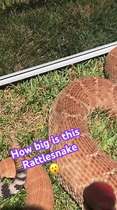 282K views · 1.6K reactions | Biggest Rattlesnake I’ve encountered  | Snakes Adventures | Facebook