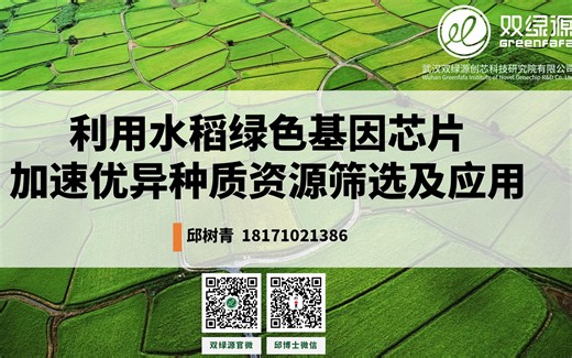 利用水稻绿色基因芯片加速优异种质资源的筛选及应用-双绿源研究院