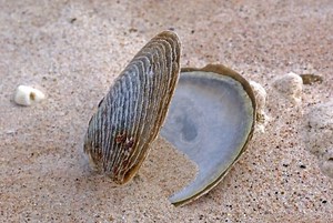 What can you use clam shells for? [2025] | QAQooking.wiki