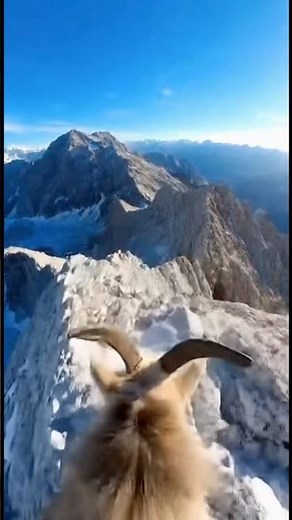 Unbelievable! Mountain Goats Jump From the Sky — Real Footage!