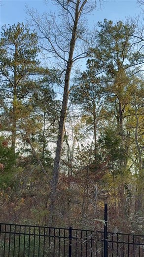 There were HUNDREDS of Grackles in the back yard. Watching is listening to them take off is was magical. 🧚 Volume up! | Amanda Siegan
