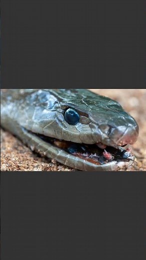 Black mamba: Africa's fastest and deadliest snake