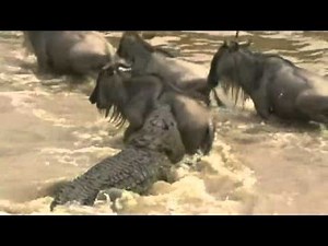 Deadly crossing: Wildebeest herd takes on River Mara crocodile run