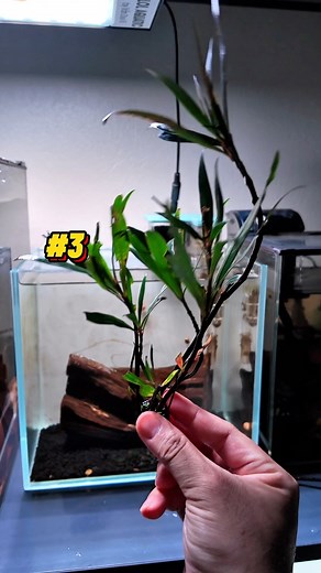 Cây Mị Nương trồng bán cạn hay ngập nước? #sinhvienchoithuysinh #thuysinhsinhvien #thuysinh #biotopeaquarium | Sinh Viên Chơi Thuỷ Sinh